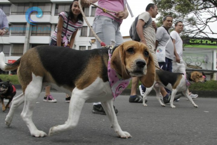 Local | Caminata con mascotas para celebrar el Día del Animal