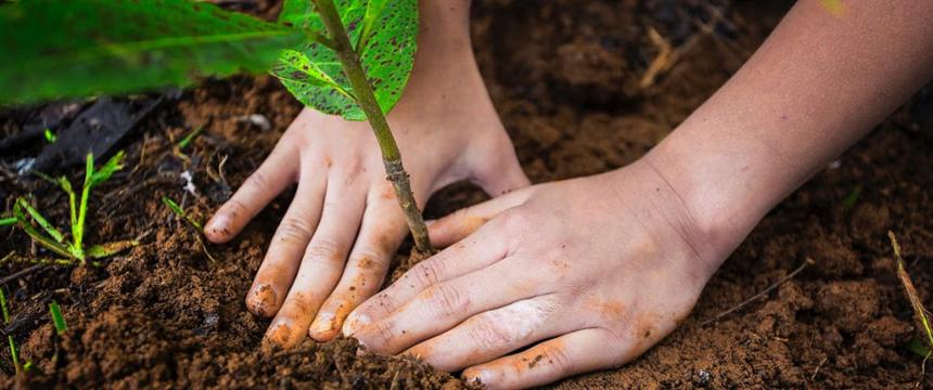General | Plantarán más de 1000 árboles en distintos puntos de Mar del Plata