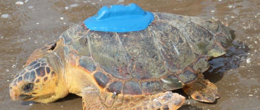 General | Investigan comportamiento de las tortugas marinas